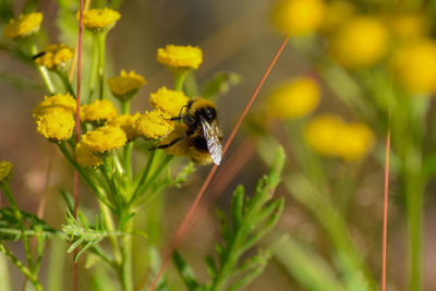 Close-up of bee pollinating flower