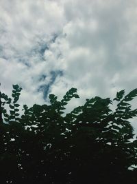 Low angle view of trees against sky