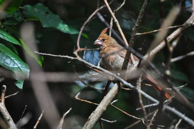 Bird perching on a branch