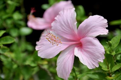 Close-up of pink flowering plant