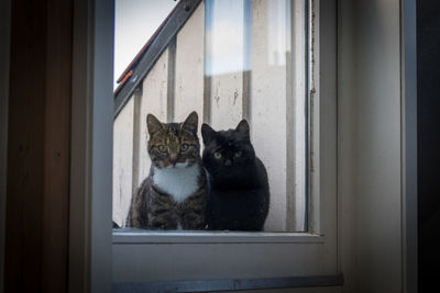 Portrait of cat sitting by window