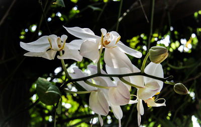 Close-up of white flowering plant in park