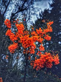 Low angle view of orange flowering plants