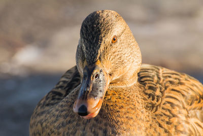 Close-up of a duck