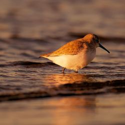 Close-up of bird on beach