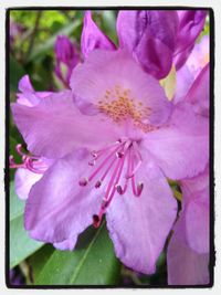 Close-up of pink flower