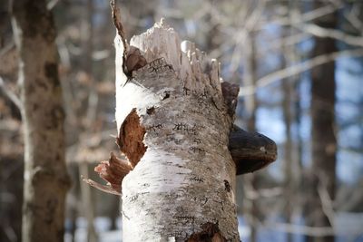 Close-up of tree trunk in forest