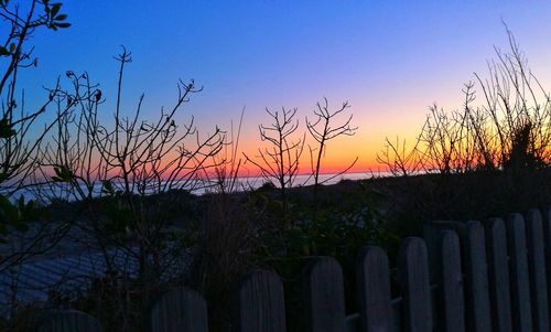 Silhouette plants against sky during sunset