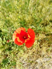 Close-up of orange flower