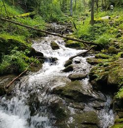 Stream flowing through rocks in forest