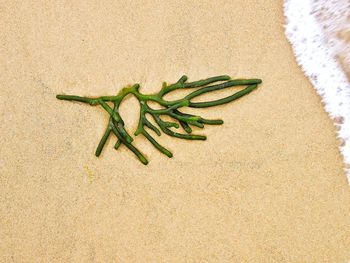 Close-up of leaves