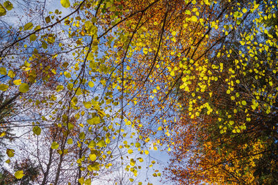 Low angle view of flowering tree against sky