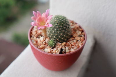 High angle view of potted plant on table