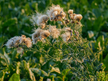 Close-up of wilted flowering plant