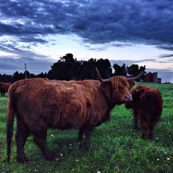 domestic animals