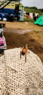 Close-up of bee on the ground