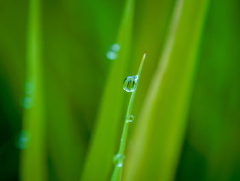 Close-up of water drops on blade of grass