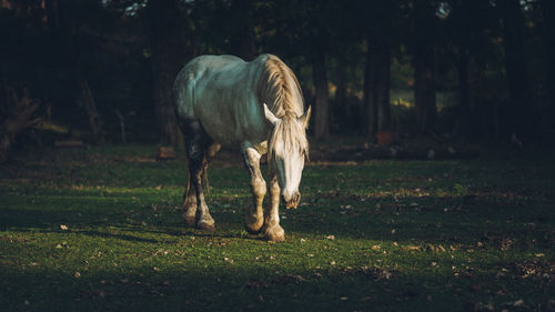 White horse grazing in a field