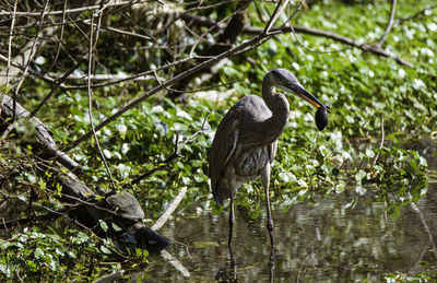 High angle view of gray heron perching on tree