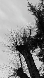 Low angle view of silhouette bare tree against sky