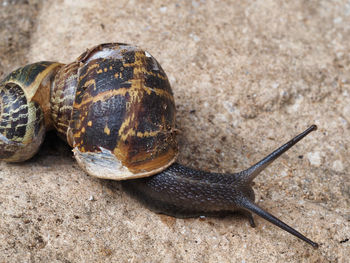 Close-up of snail on land