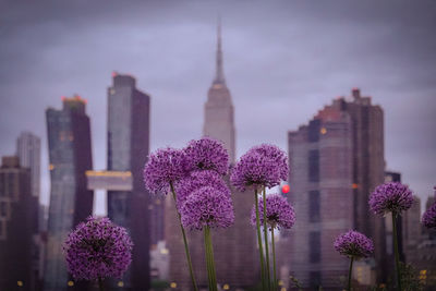 Purple flowering plants in city against sky