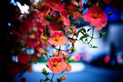 Close-up of pink flowers blooming in park