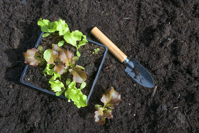 High angle view of potted plant