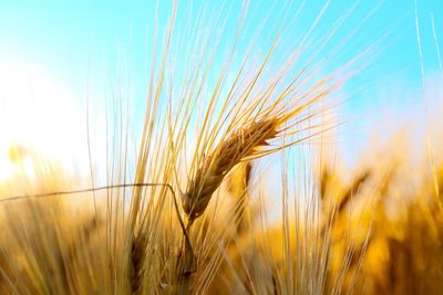 Close-up of stalks in field
