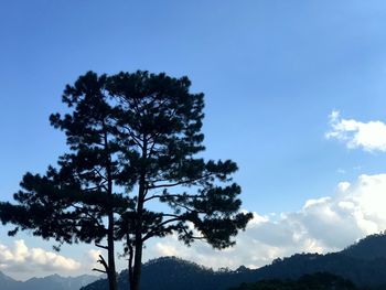 Low angle view of silhouette tree against sky