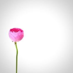 Close-up of pink rose against white background