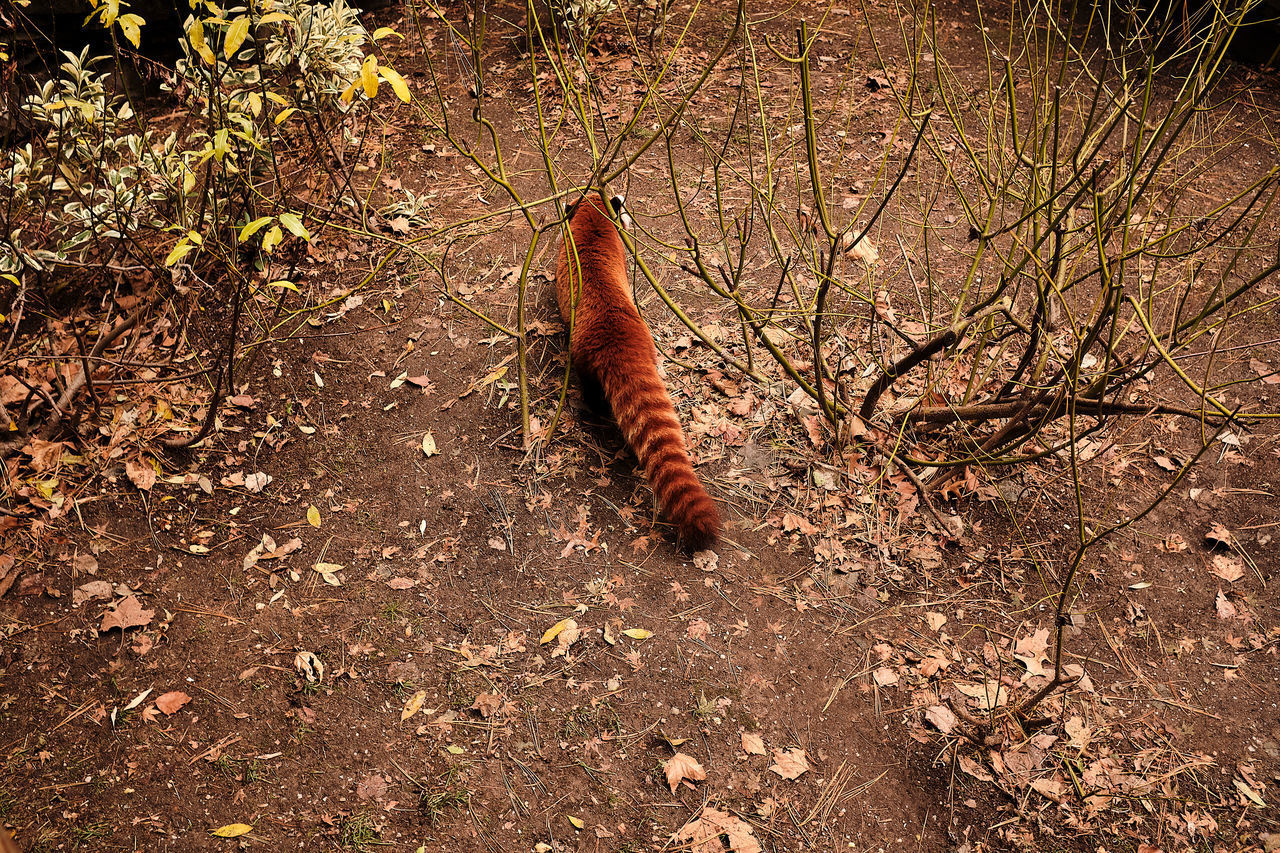 HIGH ANGLE VIEW OF ANIMAL ON FIELD