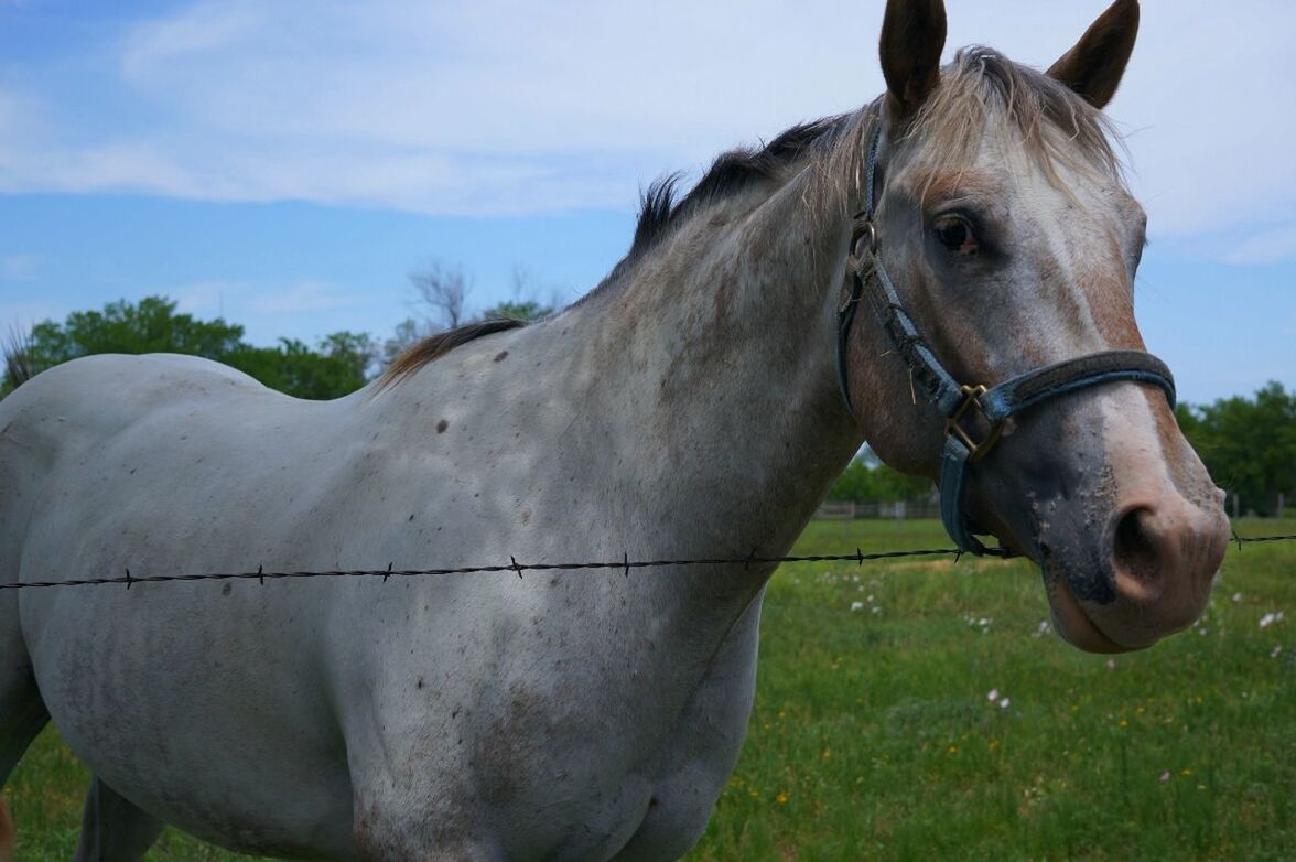 horse, domestic animals, animal themes, livestock, mammal, field, grass, herbivorous, sky, animal head, working animal, cow, one animal, standing, landscape, grassy, bridle, close-up, day, animal body part