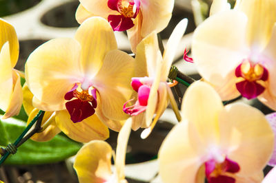 Close-up of pink flowering plants