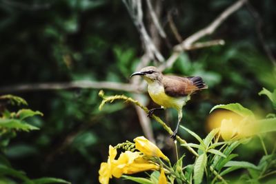 Close-up of bird perching on a plant