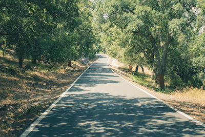 Empty road amidst trees in forest