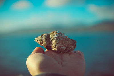 Close-up of hand holding shell over sea