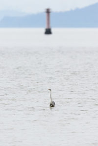 Bird flying over sea against sky