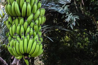 Close-up of banana tree