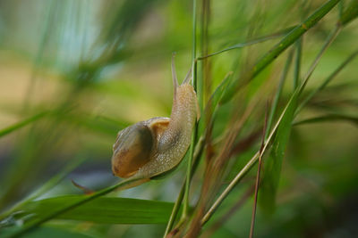 Close-up of snail on plant