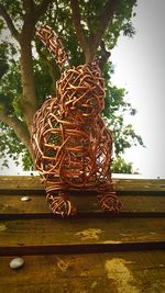 Plants growing on wooden wall