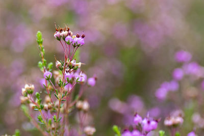 Close-up of a pink flowering plant