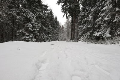 Trees on snow covered landscape