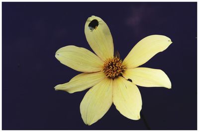 Close-up of flower over black background