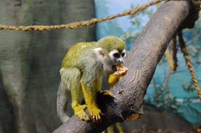 Close-up of spider monkey eating food on branch