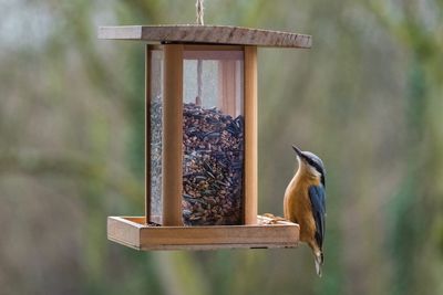 Close-up of bird perching on feeder