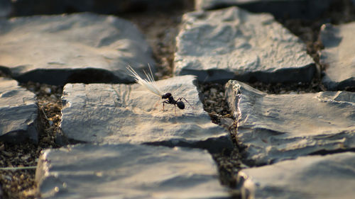 Close-up of insect on rock