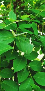 Full frame shot of leaves