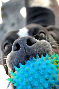 Close-up of playful dog with toy