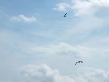 Low angle view of birds flying against cloudy sky